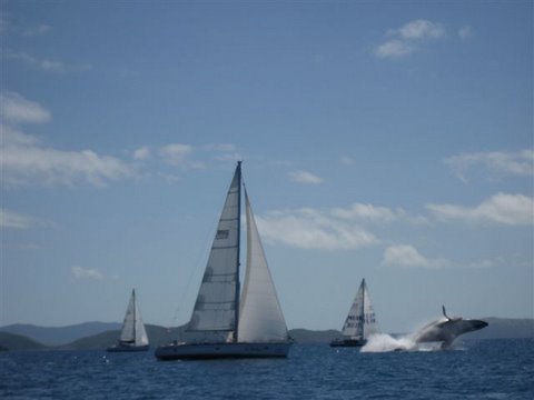 Whale Leap - Audi Hamilton Island Race Week 2009 - lr